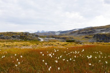 Norveç 'in güneyinde, Stegastein manzaralı otoyolda sonbahar manzarası