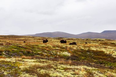 Sonbaharda Norveç 'teki Dovrefjell Ulusal Parkı' nda misk öküzü. Avrupa