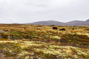 Sonbaharda Norveç 'teki Dovrefjell Ulusal Parkı' nda misk öküzü. Avrupa