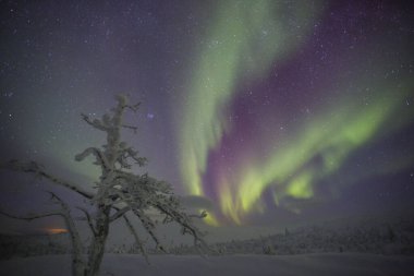 Northern lights in Pallas Yllastunturi National Park, Lapland, northern Finland