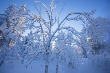 Pallas Yllastunturi Ulusal Parkı, Laponya, Finlandiya 'da kış manzarası