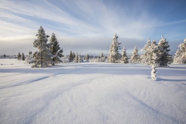 Pallas Yllastunturi Ulusal Parkı, Laponya, Finlandiya 'da kış manzarası
