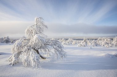 Winter landscape in Pallas Yllastunturi National Park, Lapland, northern Finland.