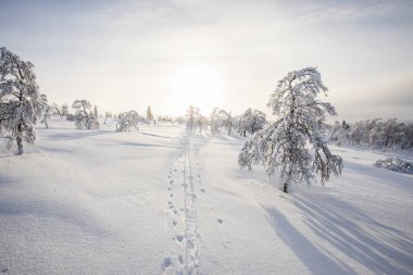 Pallas Yllastunturi Ulusal Parkı, Laponya, Finlandiya 'da kış manzarası
