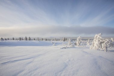 Pallas Yllastunturi Ulusal Parkı, Laponya, Finlandiya 'da kış manzarası