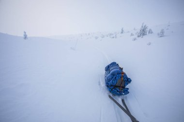 Pallas Yllastunturi Milli Parkı, Laponya, Finlandiya 'da kayak gezisi