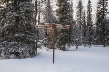 Ski expedition in Pallas Yllastunturi National Park, Lapland, northern Finland.