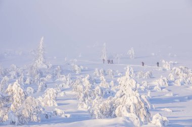 Ski expedition in Pallas Yllastunturi National Park, Lapland, northern Finland.