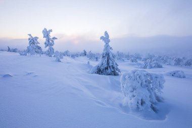Pallas Yllastunturi Ulusal Parkı, Laponya, Finlandiya 'da kış manzarası