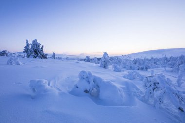 Ski expedition in Pallas Yllastunturi National Park, Lapland, northern Finland.