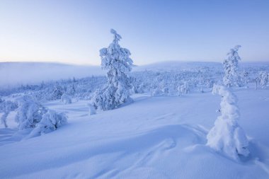 Pallas Yllastunturi Ulusal Parkı, Laponya, Finlandiya 'da kış manzarası