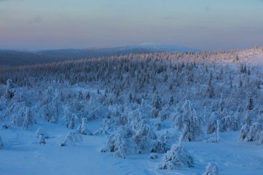 Winter sunrise in Pallas Yllastunturi National Park, Lapland, northern Finland.