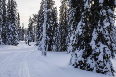 Pallas Yllastunturi Milli Parkı, Laponya, Finlandiya 'da kayak gezisi