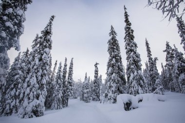 Winter landscape in Pallas Yllastunturi National Park, Lapland, northern Finland.