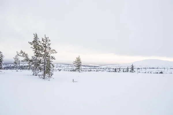 Winter Landscape Pallas Yllastunturi National Park Lapland Finland — стоковое фото
