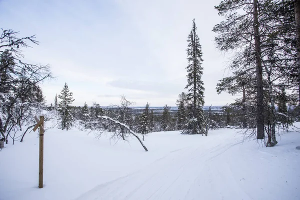 Pallas Yllastunturi Ulusal Parkı, Laponya, Finlandiya 'da kış manzarası