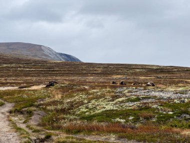 Sonbaharda Norveç 'teki Dovrefjell Ulusal Parkı' nda misk öküzü. Avrupa