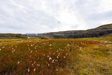 Norveç 'in güneyinde, Stegastein manzaralı otoyolda sonbahar manzarası