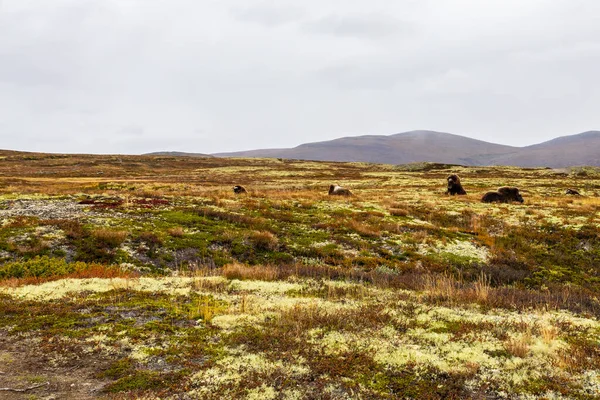 Маск Окс Восени Національному Парку Доврефельда Норвегії Європі — стокове фото