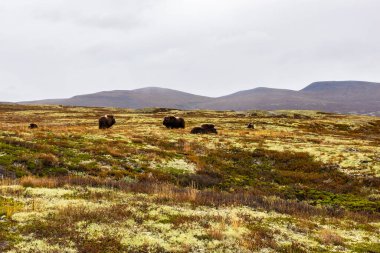 Sonbaharda Norveç 'teki Dovrefjell Ulusal Parkı' nda misk öküzü. Avrupa