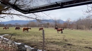 Penceresi açık bir karavanın içinden La Cerdanya, İspanya 'da otlayan atlara bakın..