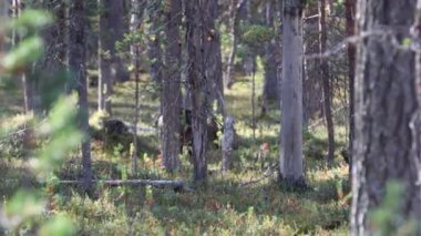Sonbaharda Kuzey Finlandiya, Laponya 'da ren geyikleri. Avrupa