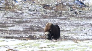 Norveç, Dovrefjell Ulusal Parkı 'nda, etkileyici boynuzlarıyla kar ve bitkilerle çevrili bir misk öküzü..