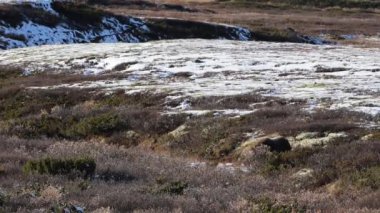 Norveç, Dovrefjell Ulusal Parkı 'nda, etkileyici boynuzlarıyla kar ve bitkilerle çevrili bir misk öküzü..
