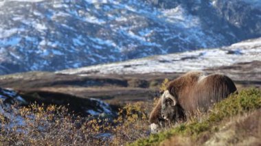 Norveç, Dovrefjell Ulusal Parkı 'nda, etkileyici boynuzlarıyla kar ve bitkilerle çevrili bir misk öküzü..