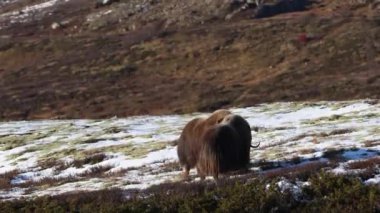 Norveç, Dovrefjell Ulusal Parkı 'nda, etkileyici boynuzlarıyla kar ve bitkilerle çevrili bir misk öküzü..