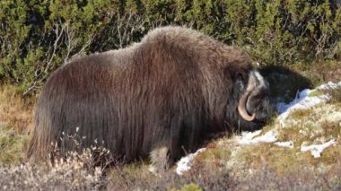 Norveç, Dovrefjell Ulusal Parkı 'nda, etkileyici boynuzlarıyla kar ve bitkilerle çevrili bir misk öküzü..