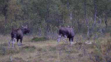 Norveç 'in Lofoten Adaları' nda sonbahar bitkileri ve ağaçlarla çevrili bir yerde geyik otluyor..