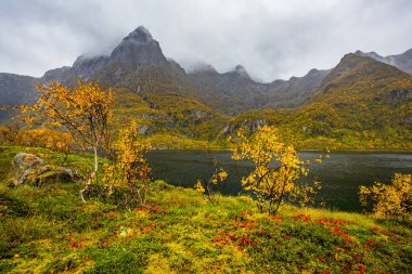 Lofoten Adaları, Norveç 'te sonbahar manzarası, renkli yeşillikler ve barışçıl fiyort içerir..