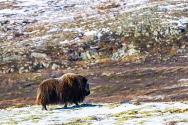 A Musk Ox in Dovrefjell National Park, south Norway, surrounded by snow and vegetation, with its impressive horns. clipart