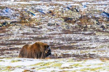 A Musk Ox in Dovrefjell National Park, south Norway, surrounded by snow and vegetation, with its impressive horns. clipart