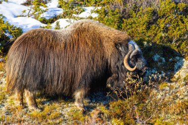 Norveç 'in güneyindeki Dovrefjell Ulusal Parkı' ndaki misk öküzü, etkileyici boynuzlarıyla kar ve bitki örtüsüyle çevrili..