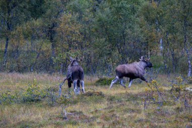 Norveç 'in kuzeyindeki Lofoten Adaları' nda sonbahar bitkileri ve ağaçlarla çevrili geyik otluyor..