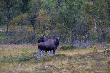 Norveç 'in kuzeyindeki Lofoten Adaları' nda sonbahar bitkileri ve ağaçlarla çevrili geyik otluyor..