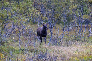 Norveç 'in kuzeyindeki Lofoten Adaları' nda sonbahar bitkileri ve ağaçlarla çevrili geyik otluyor..
