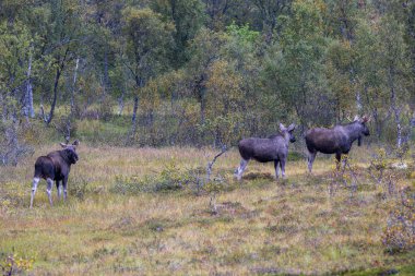 Moose grazing in the wild in Lofoten Islands, northern Norway, surrounded by autumn vegetation and trees. clipart