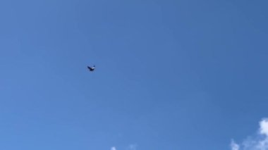 Serra del Cadi, La Cerdanya, İspanya 'da gökyüzünde süzülen akbabalar dramatik bulutların altında.