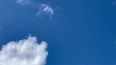 Serra del Cadi, La Cerdanya, İspanya 'da gökyüzünde süzülen akbabalar dramatik bulutların altında.