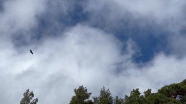 Serra del Cadi, La Cerdanya, İspanya 'da gökyüzünde süzülen akbabalar dramatik bulutların altında.