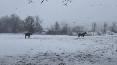 Puigcerda, La Cerdanya, Pireneler, İspanya 'da kışın şiddetli kar yağışında otlayan atlar.