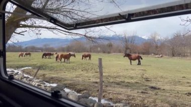 Penceresi açık bir karavanın içinden La Cerdanya, İspanya 'da otlayan atlara bakın..