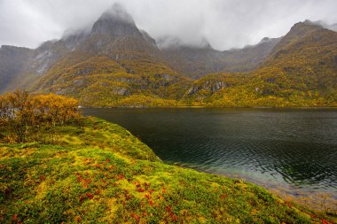 Lofoten Adaları, Norveç 'te sonbahar manzarası, renkli yeşillikler ve barışçıl fiyort içerir..