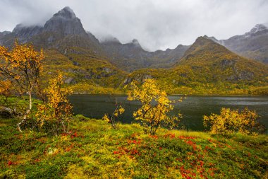 Lofoten Adaları, Norveç 'te sonbahar manzarası, renkli yeşillikler ve barışçıl fiyort içerir..