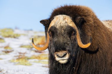 A Musk Ox in Dovrefjell National Park, south Norway, surrounded by snow and vegetation, with its impressive horns. clipart