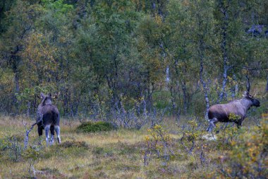 Moose grazing in the wild in Lofoten Islands, northern Norway, surrounded by autumn vegetation and trees. clipart