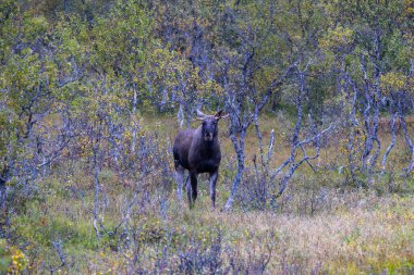 Moose grazing in the wild in Lofoten Islands, northern Norway, surrounded by autumn vegetation and trees. clipart